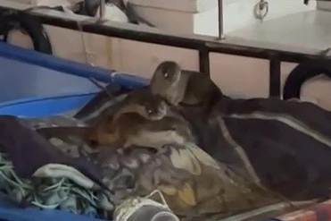 Aç kalan yavrularıyla Gemlik’te tekneye sığındı