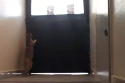 Bursa'da kapı açan kedi görenleri hayrete düşürdü