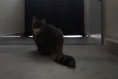 Bursa'da kapı açan kedi görenleri hayrete düşürdü