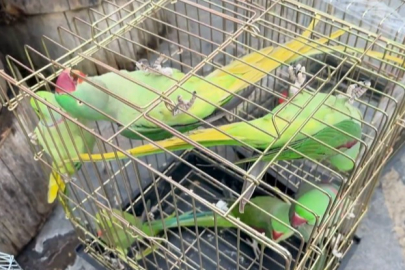 Petshop denetiminde 39 papağana el konuldu