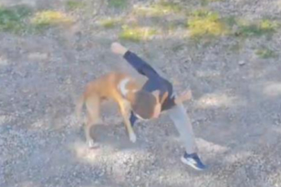 Sahipsiz köpeğin saldırısına uğrayan çocuk hastanelik oldu