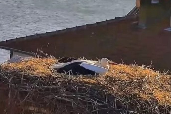 Yaren'den sonra, Nazlı da yuvasına geldi.