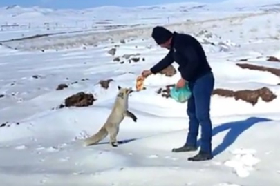 Kışın zor günlerinde tilkiye işçilerden şefkat eli