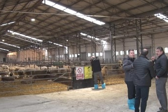 Türkiye'nin en değerli koçları rekor fiyatlara satılıyor