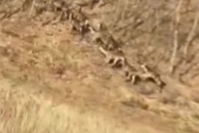 Bursa'da geyik sürüsü kameraya takıldı