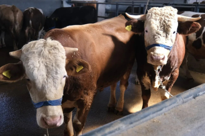 İnegöl Hayvan Pazarı'nın kotra ihale tarihi belli oldu