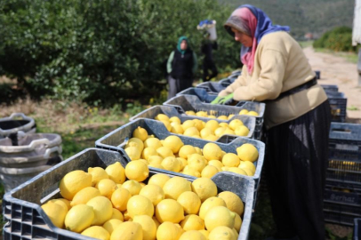 Limonda üretici fiyatları rekor kırdı