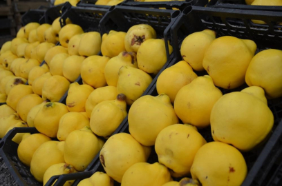 'Ayvayı yemek' lüks oldu: Kilosu 300 liraya dayandı