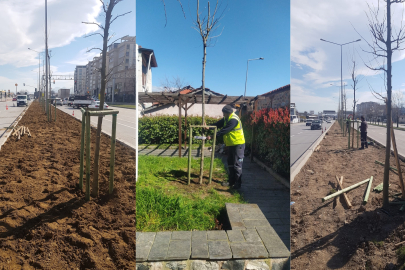 Bursa’nın 700 yıllık mirası 700 çınarla kök salıyor
