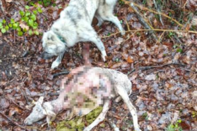 Sürüye kurt saldırdı: 18 koç ve 5 teke telef oldu