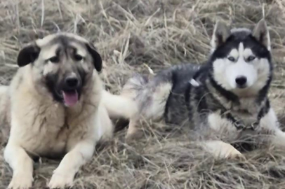 Yavru kangal gönlünü Sibirya kurduna kaptırdı