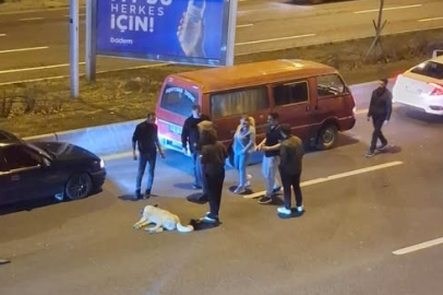 Başıboş köpek sorunu kazalara neden oluyor