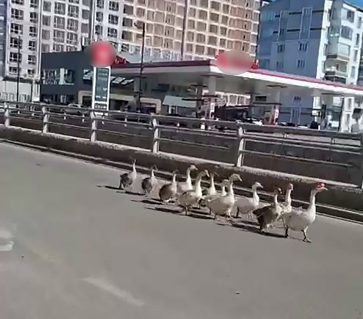 'Kazların gezmediği yer yok'