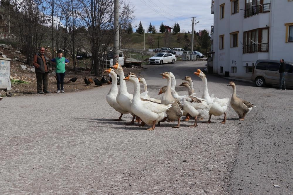 Firari kazlar bu kez yuvalarında görüntülendi