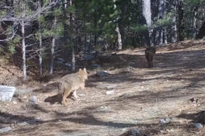 Uludağ’da Altın Çakallar fotokapana yakalandı