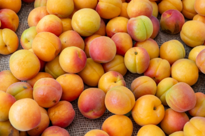 Yeterlilikte başı kayısı ve zerdali çekti