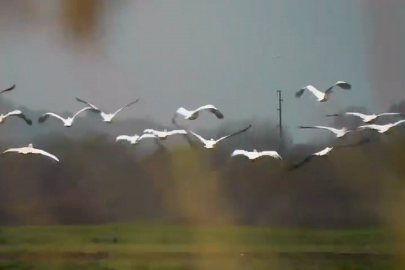 Göç eden pelikanlar Bursa’da mola verdi