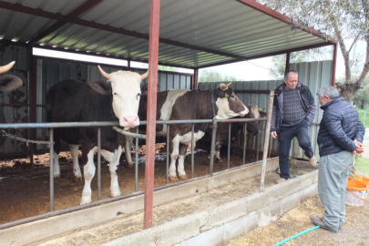 Balıkesir’de kurbanlık satışları başladı