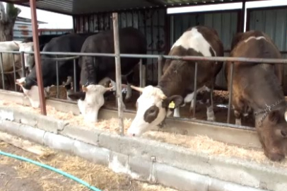 Balıkesir’de kurbanlık satışları başladı