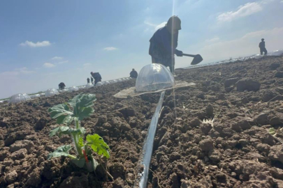 Karacabey Ovası'nda turfanda karpuz ekimi başladı