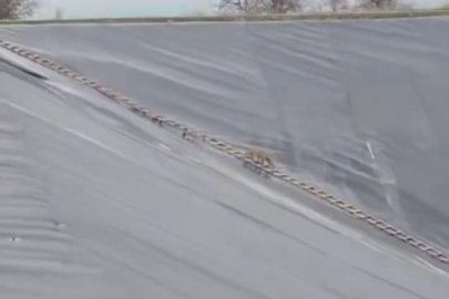 Yapay gölete düşen çakal merdivenle kurtarıldı