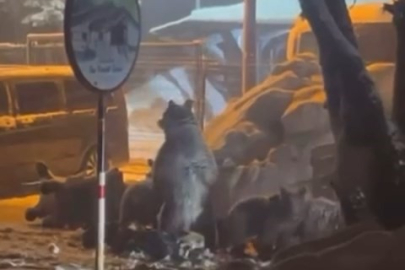 Uludağ'da ayı ailesi kış uykusundan uyandı