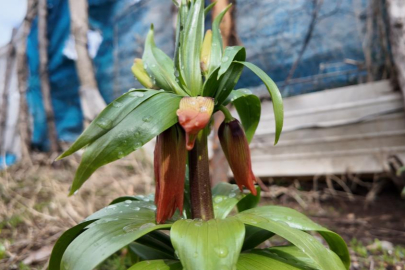 Bu çiçeği koparmanın cezası 700 bin lira