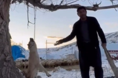 Köpeği zincirle ağaca asan şahıs gözaltına alındı