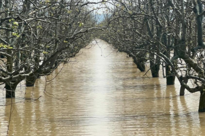 Bursa'da şeftali ve armut bahçeleri sular altında kaldı
