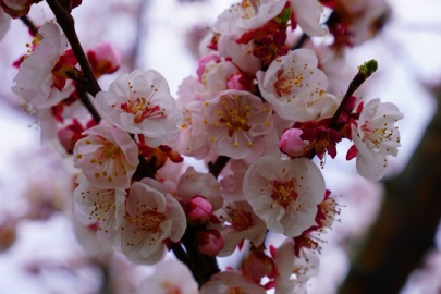 İznik'e bahar geldi: Çiçek açan ağaçlar mest etti