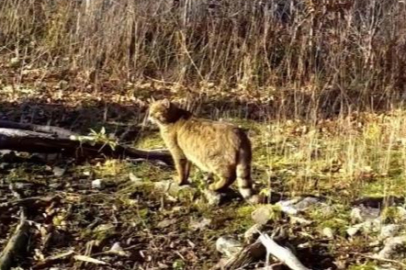 Ormanın gizemli sakini fotokapana yakalandı