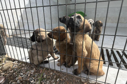 Sokak hayvanları doğal yaşam alanına kavuştu