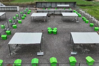 Sokak hayvanları doğal yaşam alanına kavuştu