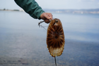 Denizde bu türü görürseniz sakın yaklaşmayın