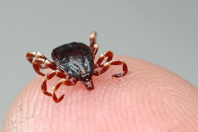 Sıcaklar başladı, kâbus geri döndü