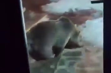 Uludağ’da ayı ailesi paniğe yol açtı