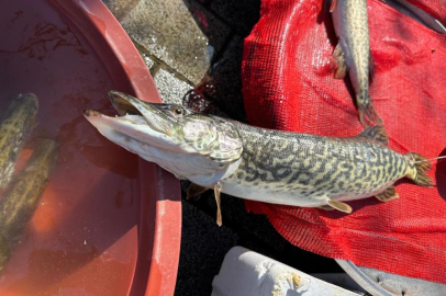 Ulubat Gölü'nde suyun çok olması turna fiyatlarını uçurdu