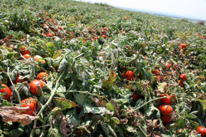 Karacabey'de "serbest domates" beklentisi yüksek