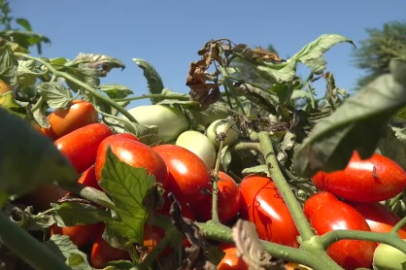 Karacabey'de "serbest domates" beklentisi yüksek
