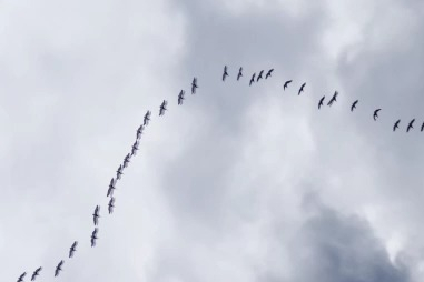 Göç yolundaki pelikan sürüsünün Bursa molası