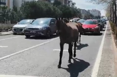 Başıboş atlar yolları mesken tuttu