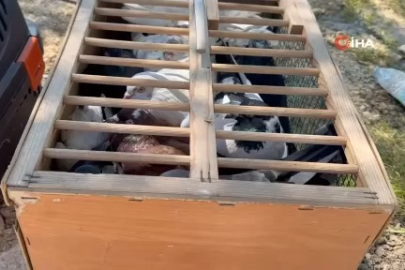 Bursa semalarında görsel şölen