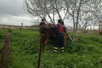 Kuyuya düşen ineği itfaiye kurtardı