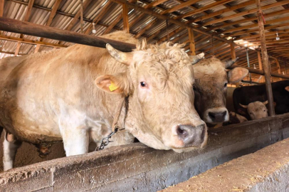 Bursa'da tonluk 'Paşa' alıcısını bekliyor