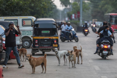 62 milyon sokak köpeği, sokakları işgal ediyor