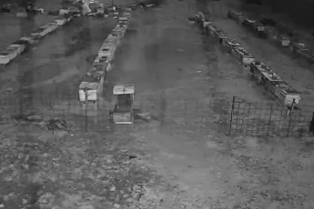 Bursa'da arı kovanlarına ayı saldırısı