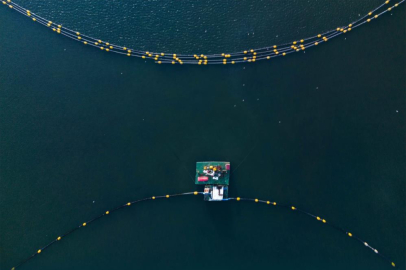 Dip çamuru temizliği yunusları geri getirdi