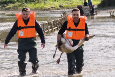 Bursa'da barajda mahsur kalan pelikan için seferber oldular