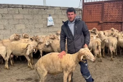 Bursalı yetiştirici, Kurban Bayramı'nı dört gözle bekliyor