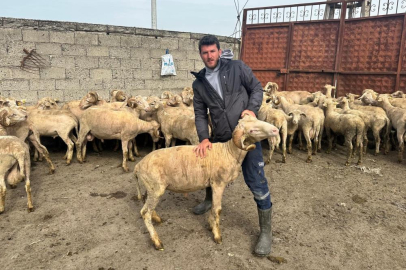Bursalı yetiştirici, Kurban Bayramı'nı dört gözle bekliyor